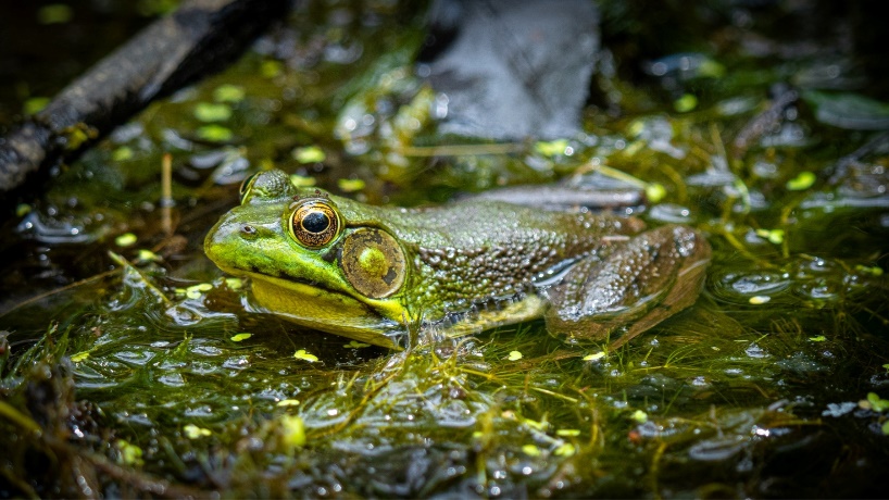 A frog in the water

Description automatically generated