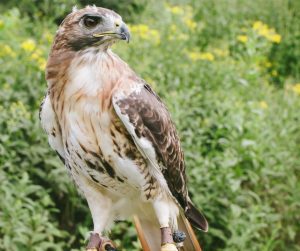 A bird standing on a branch

Description automatically generated