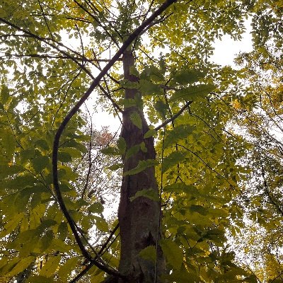 Looking up a tree with green leaves

Description automatically generated