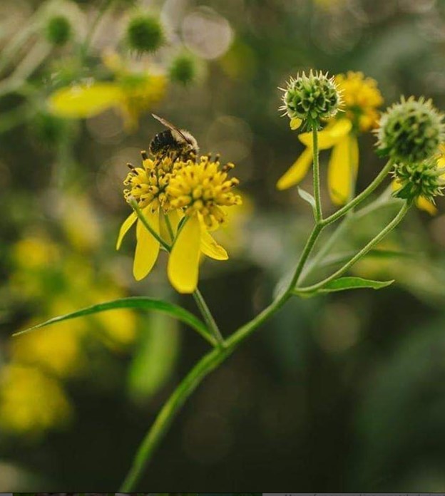 A bee on a yellow flower Description automatically generated