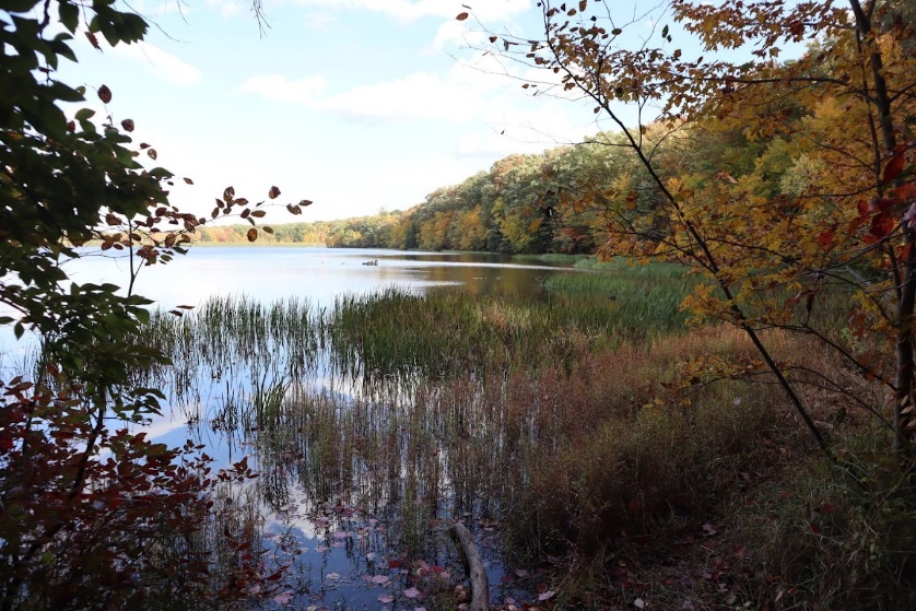 A lake with trees and grass Description automatically generated with medium confidence