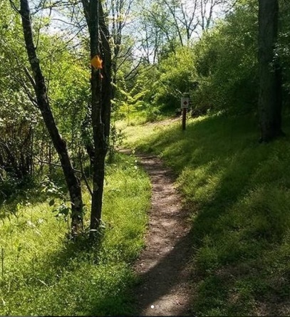 A path through a forest Description automatically generated