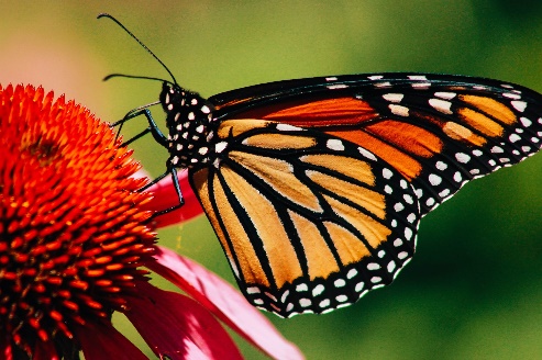 A butterfly on a flower

Description automatically generated