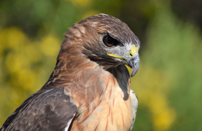 A close up of a bird

Description automatically generated