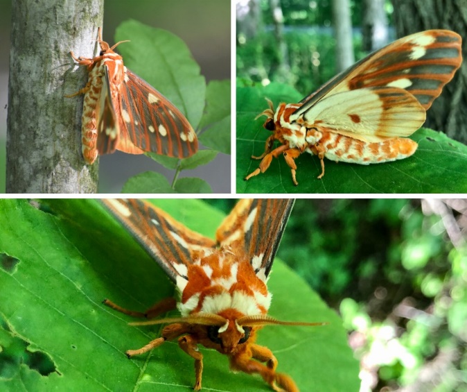 A close up of a moth

Description automatically generated