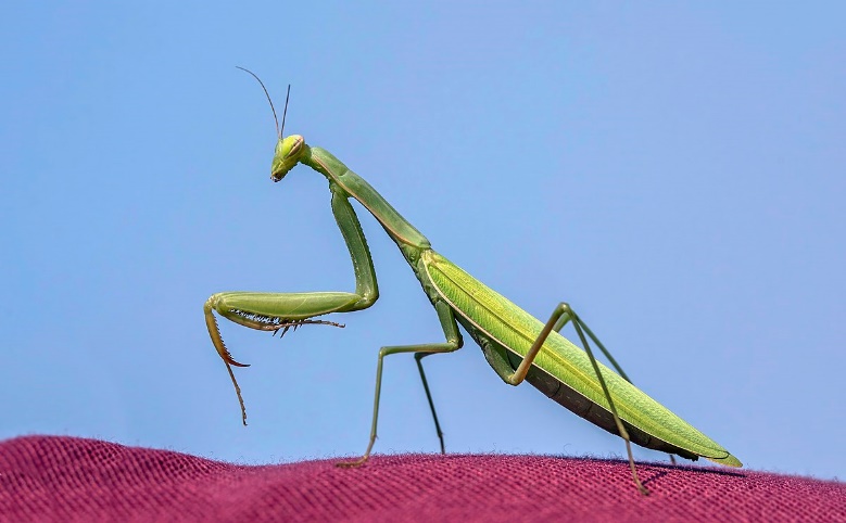 A close up of a praying mantis

Description automatically generated