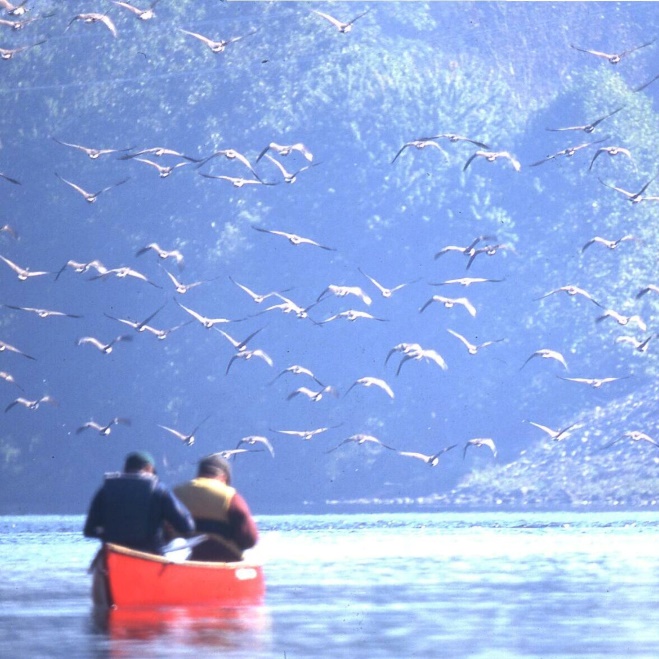 A group of birds flying over a lake

Description automatically generated