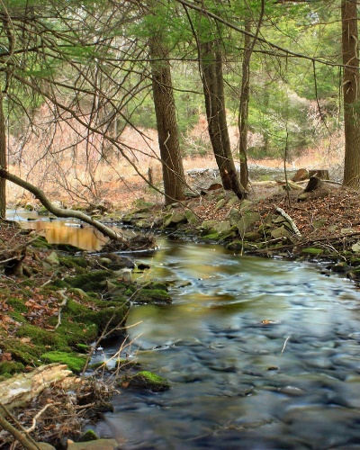 A stream in the woods

Description automatically generated