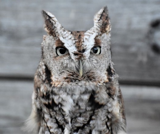 A close up of an owl Description automatically generated