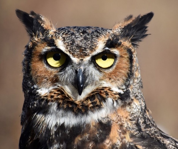 A close up of an owl Description automatically generated