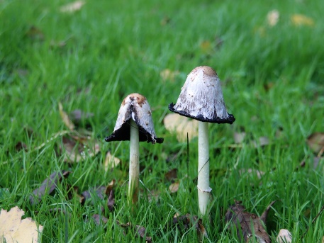 A couple of mushrooms growing in grass Description automatically generated