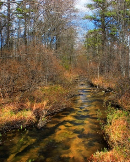 A stream in the woods Description automatically generated