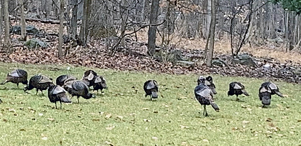 A group of turkeys in a field

Description automatically generated