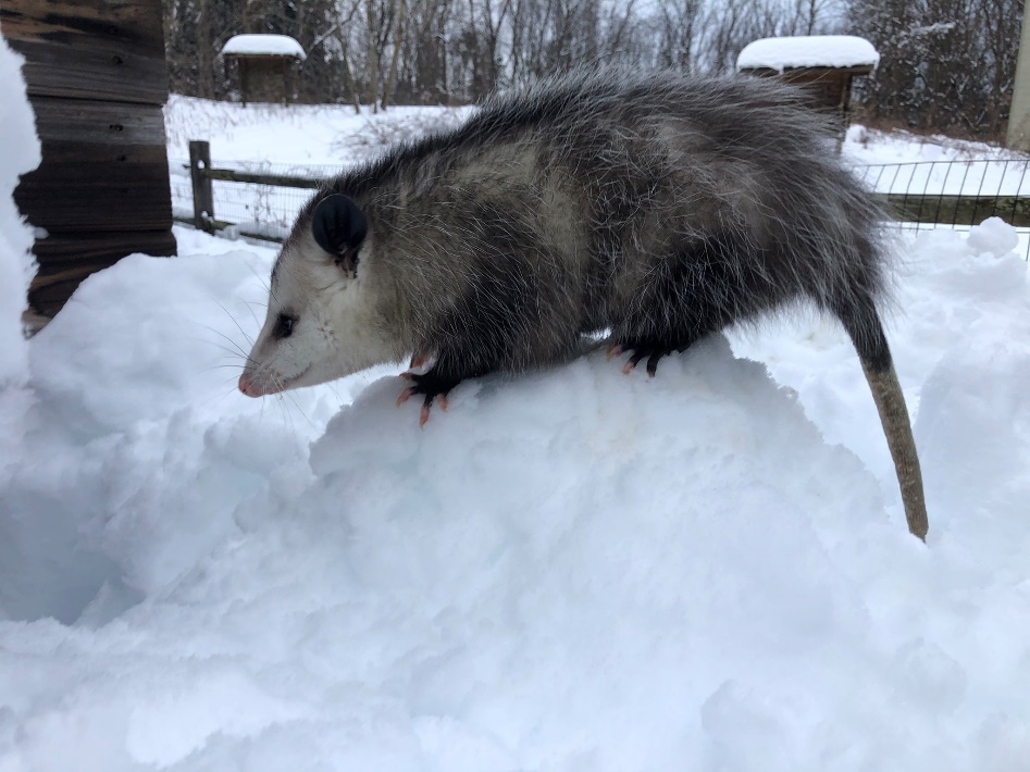 A possum standing on a snowball Description automatically generated