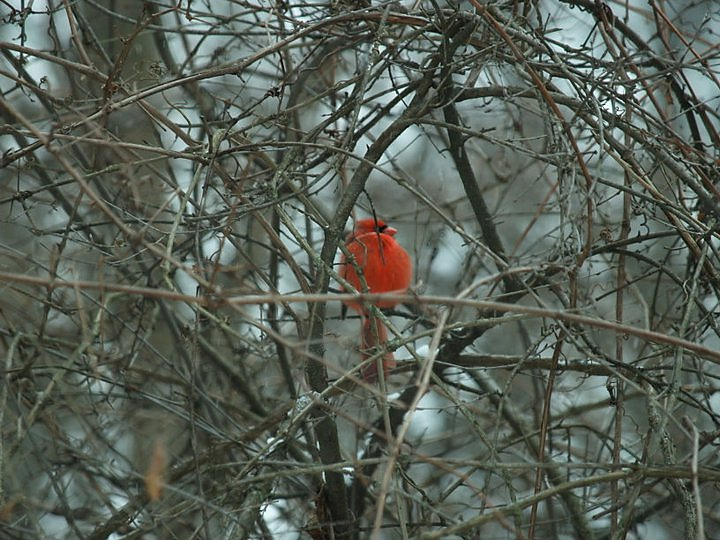 A red bird in a tree

Description automatically generated