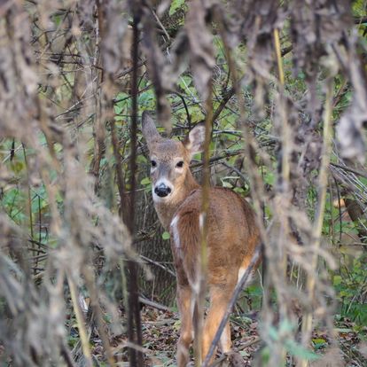 A deer standing in the woods

Description automatically generated