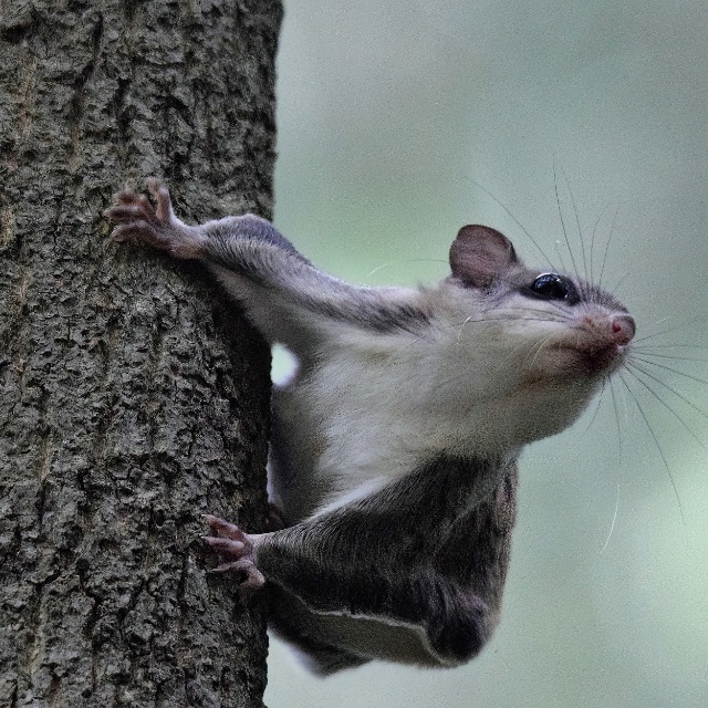 A small rodent climbing a tree

Description automatically generated